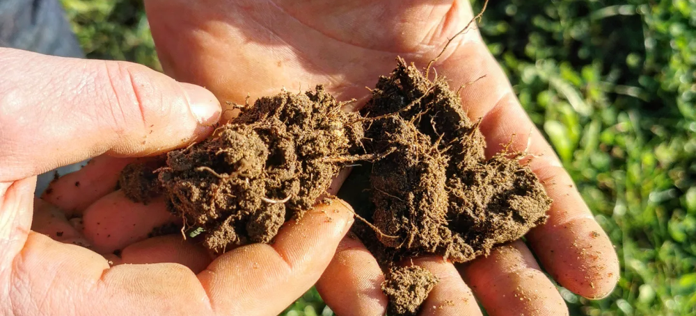 Grassroots Farming and Regenerative Beef: It All Begins With The Soil