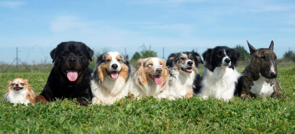 T&G RAW DOG FOOD